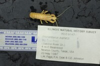 Procambarus dupratzi image